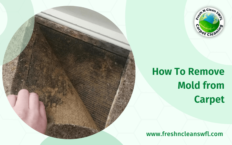 How To Remove Mold from Carpet